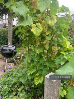 Vine Over The Arch