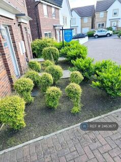 Front Shrubs