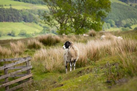 Hill Cottages-05.jpg