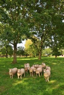 thumbnail_Little Quebb Farm Eardisley - 045.jpg