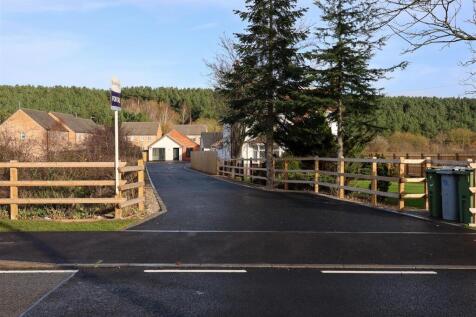 Copper Beech Close-6.jpg