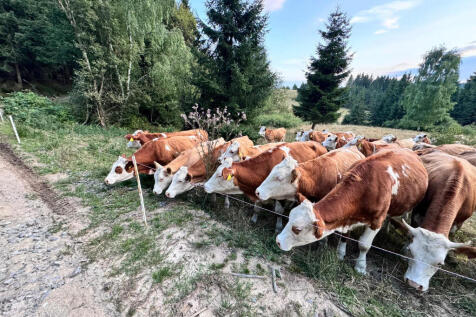 Beautiful neauture a