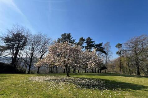 Magnolia Tree