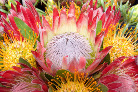 Fynbos