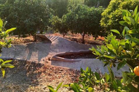 Fruit trees