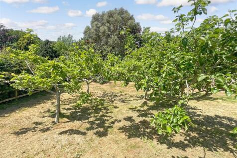 Orchard 1