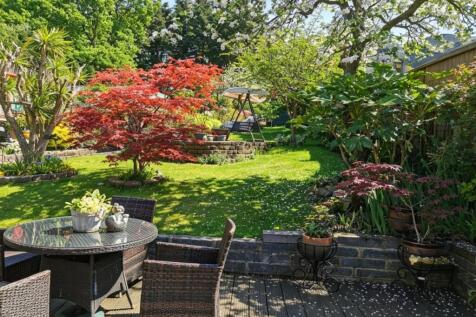 red maple tree and the swing.jpg