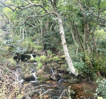 Garden &amp; Parking