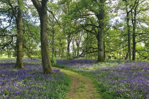 Kinclaven Woods