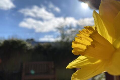 Daffodil Sunshine