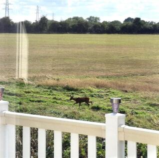 The neighbour.