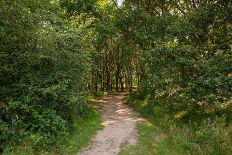 Henfield Common-3.jpg