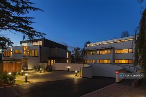 The Redwoods At Night