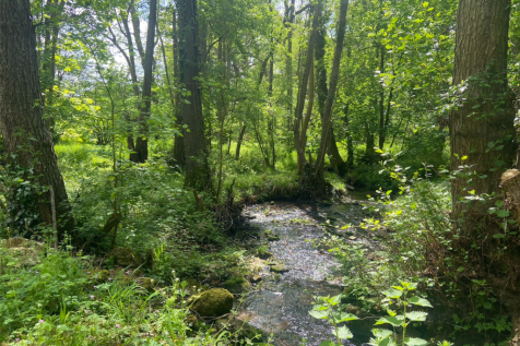 Stream in woodlands