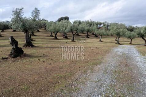Olive Trees