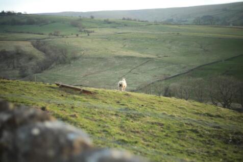 Sheep