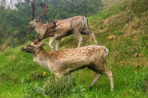 Local Wildlife