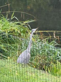 Heron.jpg