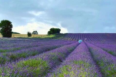 hitchinlavendar