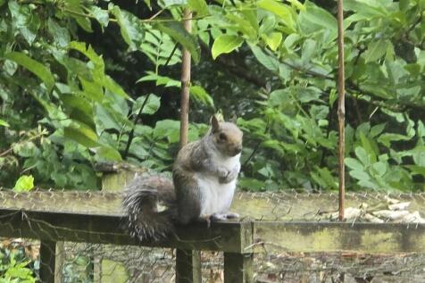 Squirrel1.jpg
