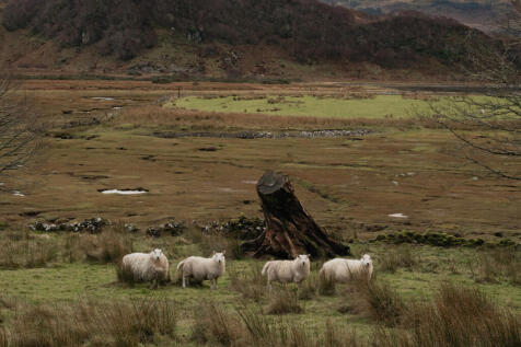 323716 - Tallarch Ard, Kirkton, Scotland-87.jpg