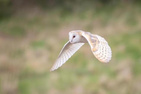 Barn Owl Flamborough.jpg