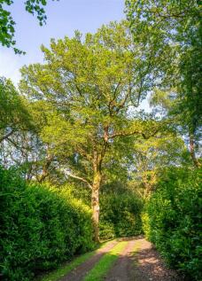 Juniper Stables woodlands.jpg
