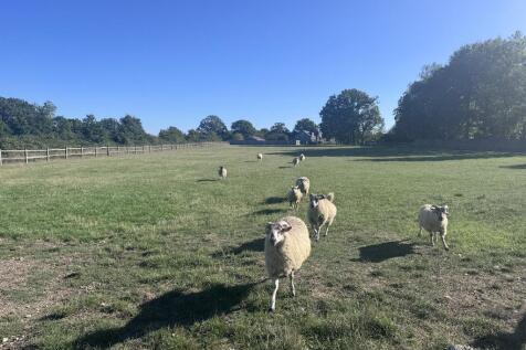 25 - Sheep!.jpg