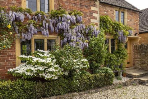 Wisteria