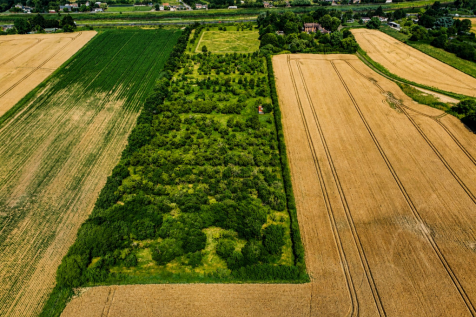 Orchard