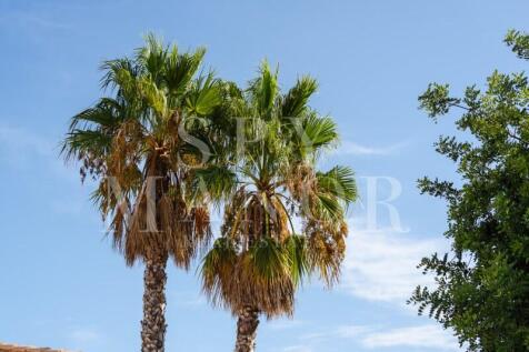 Tall palm trees in the landscaped gardens of an authentic Algarvian Quinta in Lagoa. Beautiful green nature detail under a bright blue sky