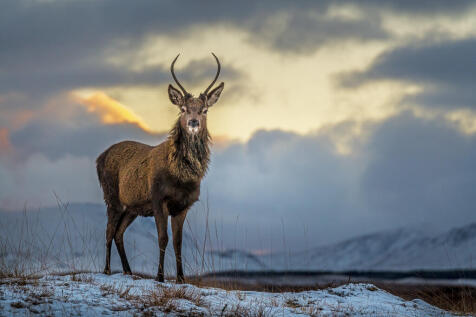 Rannoch Deer-2