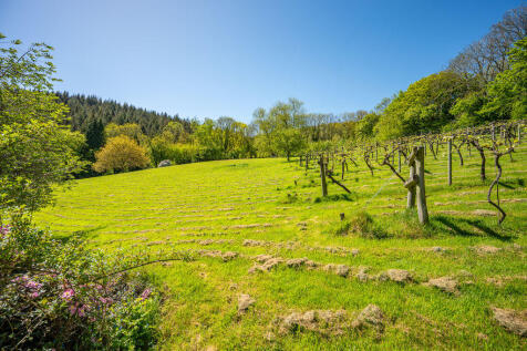 Grounds and vineyard