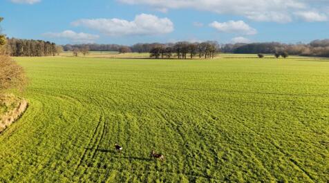 Deer in the Fields