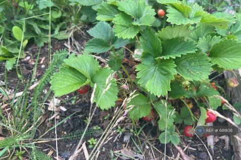 Raspberries