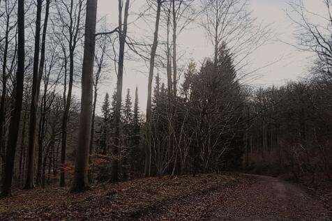 Beautiful wood &amp; walks on your doorstep!
