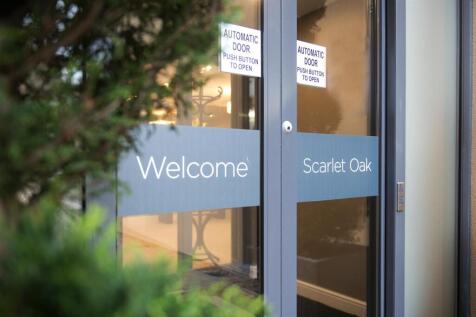 Scarlet-Oak033.jpg