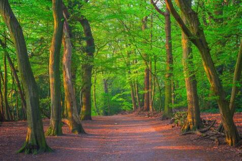 highgate wood