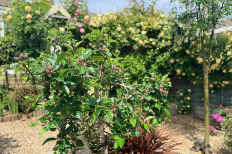 Garden 5