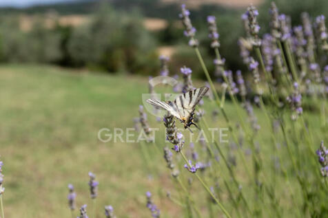 Panorama e Particolari