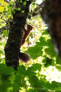 Red Squirrel