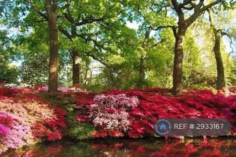Richmond Park In May