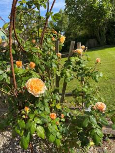 Garden in Springtime - Vendor Supplie...