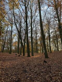 Bostal Woods
