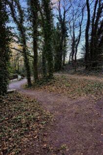 Woodland woods 