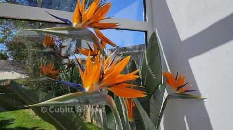 Birds Of Paradise