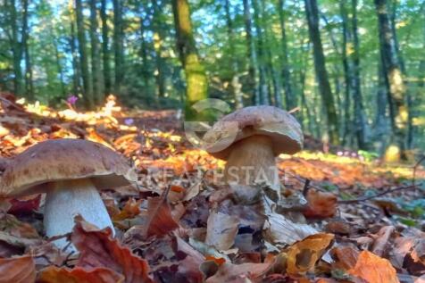 Panorama e Particolari