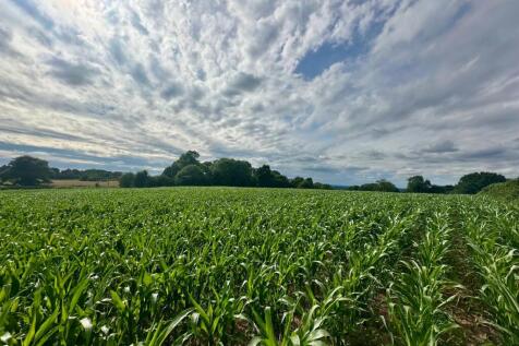Pre Maize harvest
