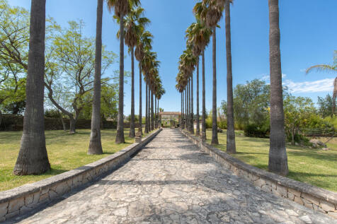 Great driveway with palm trees