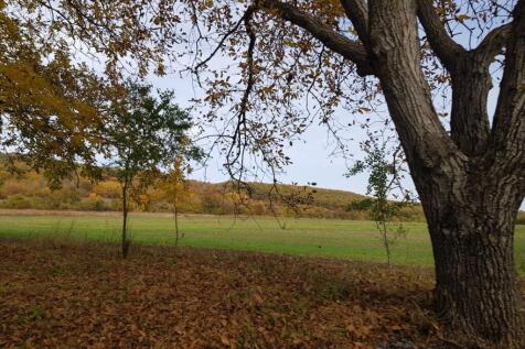 Tree with yellowing leaves next to a green field, with a hill covered in autumn foliage visible in the distance.